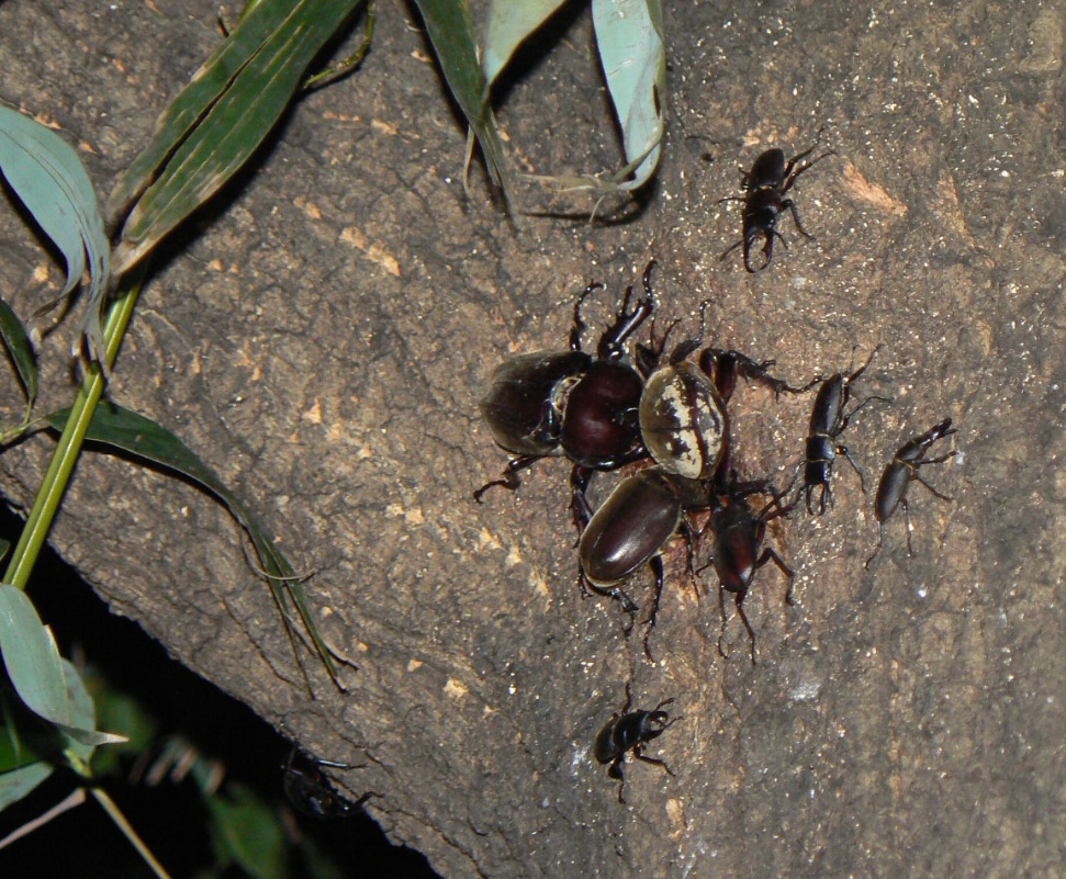 大木クヌギ上 猛暑日_200811